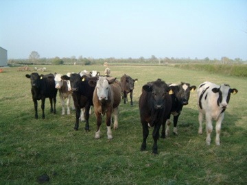 Field Farm Cows